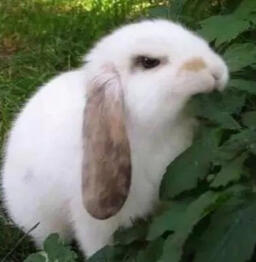 i ask god to send a swordsman, and god says 'look at your hands'